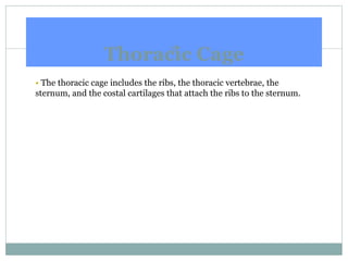 Thoracic Cage
28
• The thoracic cage includes the ribs, the thoracic vertebrae, the
sternum, and the costal cartilages that attach the ribs to the sternum.
 