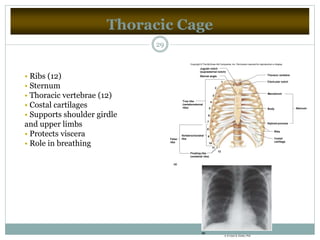 Thoracic Cage
29
• Ribs (12)
• Sternum
• Thoracic vertebrae (12)
• Costal cartilages
• Supports shoulder girdle
and upper limbs
• Protects viscera
• Role in breathing
1
2
3
4
5
6
7
8
9
10
11
12
True ribs
(vertebrosternal
ribs)
Vertebrochondral
ribsFalse
ribs
(a)
Floating ribs
(vertebral ribs)
SternumBody
Manubrium
Ribs
Costal
cartilage
Xiphoid process
Thoracic vertebra
Clavicular notch
Sternal angle
Jugular notch
(suprasternal notch)
(b)
b: © Victor B. Eichler, PhD
Copyright © The McGraw-Hill Companies, Inc. Permission required for reproduction or display.
 