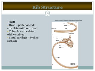 Rib Structure
31
• Shaft
• Head – posterior end;
articulates with vertebrae
• Tubercle – articulates
with vertebrae
• Costal cartilage – hyaline
cartilage
Anterior end
(sternal end)
Shaft
Facet
Head
Neck
Tubercle
Facet
Spinous process
Costal groove
ShaftAnterior end
Head
Tubercle
Neck
(a)
(b)
Copyright © The McGraw-Hill Companies, Inc. Permission required for reproduction or display.
 