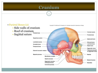 Cranium
5
• Parietal Bones (2)
• Side walls of cranium
• Roof of cranium
• Sagittal suture
Coronal suture
Frontal bone
Sphenoid bone
Ethmoid bone
Lacrimal bone
Nasal bone
Zygomatic bone
Maxilla
Mental foramen
Mandible
Coronoid process
Styloid process
Mandibular condyle
Mastoid process
External acoustic meatus Temporal process
of zygomatic bone
Zygomatic process
of temporal bone
Occipital bone
Temporal bone
Parietal bone
Lambdoid suture
Squamous suture
Copyright © The McGraw-Hill Companies, Inc. Permission required for reproduction or display.
 