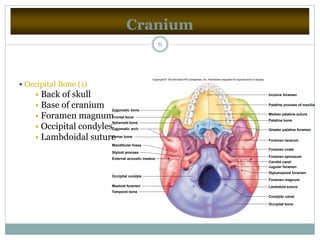 Cranium
6
• Occipital Bone (1)
• Back of skull
• Base of cranium
• Foramen magnum
• Occipital condyles
• Lambdoidal suture
Zygomatic bone
Palatine process of maxilla
Palatine bone
Occipital bone
Foramen magnum
Lambdoid suture
Zygomatic arch
Mandibular fossa
Styloid process
Occipital condyle
External acoustic meatus
Sphenoid bone
Vomer bone
Temporal bone
Mastoid foramen
Frontal bone
Median palatine suture
Incisive foramen
Greater palatine foramen
Stylomastoid foramen
Foramen spinosum
Carotid canal
Jugular foramen
Foramen ovale
Foramen lacerum
Condylar canal
Copyright © The McGraw-Hill Companies, Inc. Permission required for reproduction or display.
 