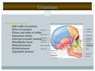Cranium
7
• Temporal Bones (2)
• Side walls of cranium
• Floor of cranium
• Floors and sides of orbits
• Squamous suture
• External acoustic meatus
• Mandibular fossa
• Mastoid process
• Styloid process
• Zygomatic process
Coronal suture
Frontal bone
Sphenoid bone
Ethmoid bone
Lacrimal bone
Nasal bone
Zygomatic bone
Maxilla
Mental foramen
Mandible
Coronoid process
Styloid process
Mandibular condyle
Mastoid process
External acoustic meatus
Temporal process
of zygomatic bone
Zygomatic process
of temporal bone
Occipital bone
Temporal bone
Parietal bone
Lambdoid suture
Squamous suture
Copyright © The McGraw-Hill Companies, Inc. Permission required for reproduction or display.
 