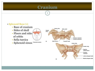 Cranium
8
• Sphenoid Bone (1)
• Base of cranium
• Sides of skull
• Floors and sides
of orbits
• Sella turcica
• Sphenoid sinusesTransverse section
Lesser wing
Optic canal
Greater
wing
Sella turcica Foramen ovale
Foramen spinosum
Foramen rotundum
Lesser wing
Greater wing
Superior
orbital fissure
Foramen
rotundum
Lateral pterygoid plate
Medial pterygoid plate
(b)
(a)
 