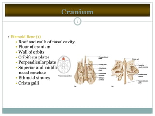 Cranium
9
• Ethmoid Bone (1)
• Roof and walls of nasal cavity
• Floor of cranium
• Wall of orbits
• Cribiform plates
• Perpendicular plate
• Superior and middle
nasal conchae
• Ethmoid sinuses
• Crista galli
Transverse section
Crista galli
Orbital
surface
Ethmoidal
sinuses
Cribriform
plate
Crista galli
Perpendicular
plate
Superior
nasal concha
Middle nasal
concha
Perpendicular
plate
(a) (b)
 