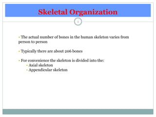 Skeletal Organization
1
• The actual number of bones in the human skeleton varies from
person to person
• Typically there are about 206 bones
• For convenience the skeleton is divided into the:
• Axial skeleton
• Appendicular skeleton
 
