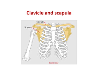 Clavicle and scapula
 