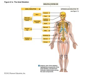 Skeletal S_Axial Division.pdf
