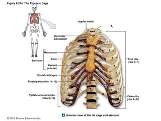 Skeletal S_Axial Division.pdf