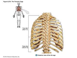 Skeletal S_Axial Division.pdf