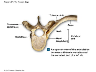 Capitulum Of Rib Skeletal S_Axial Division.pdf
