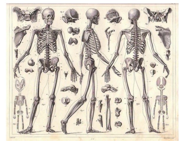 Homework help skeletal system