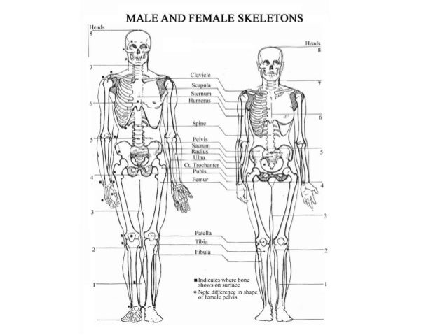 Skeletal structure