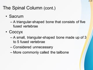 Skeletal System - Human Anatomy (Bone structure) | PDF