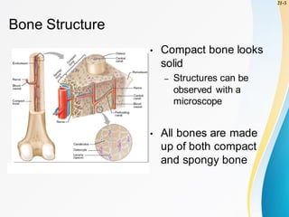 Skeletal System - Human Anatomy (Bone structure) | PDF