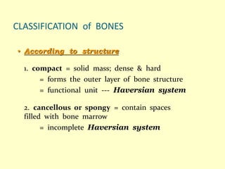CLASSIFICATION of BONES
• According to structure
1. compact = solid mass; dense & hard
= forms the outer layer of bone structure
= functional unit --- Haversian system
2. cancellous or spongy = contain spaces
filled with bone marrow
= incomplete Haversian system
 