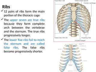 Seven False Ribs Skeletal System, types of joints -1.pptx