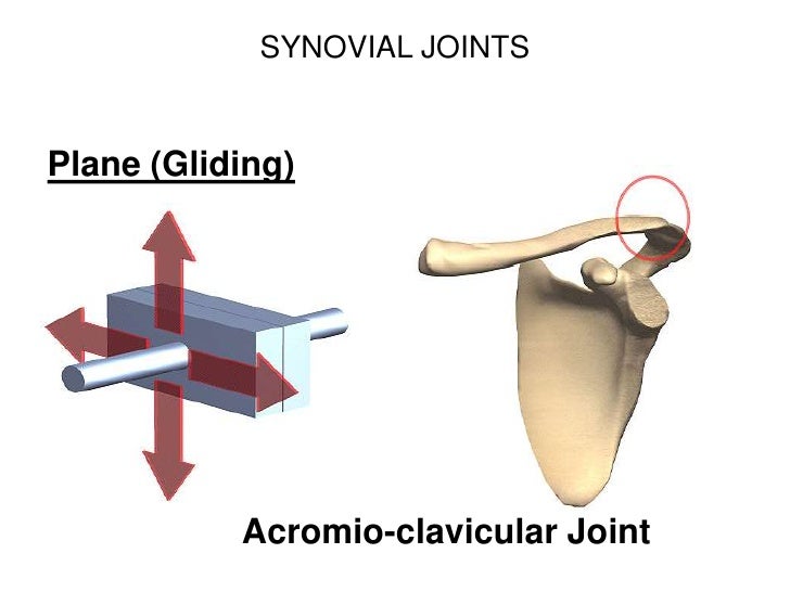 Bones and Joints