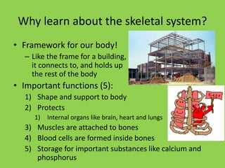 Skeletal system | PPTX