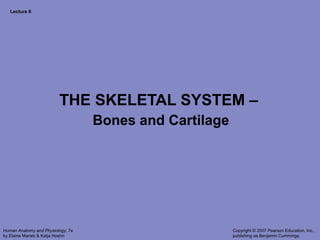 Lecture 6 THE SKELETAL SYSTEM –  Bones and Cartilage 