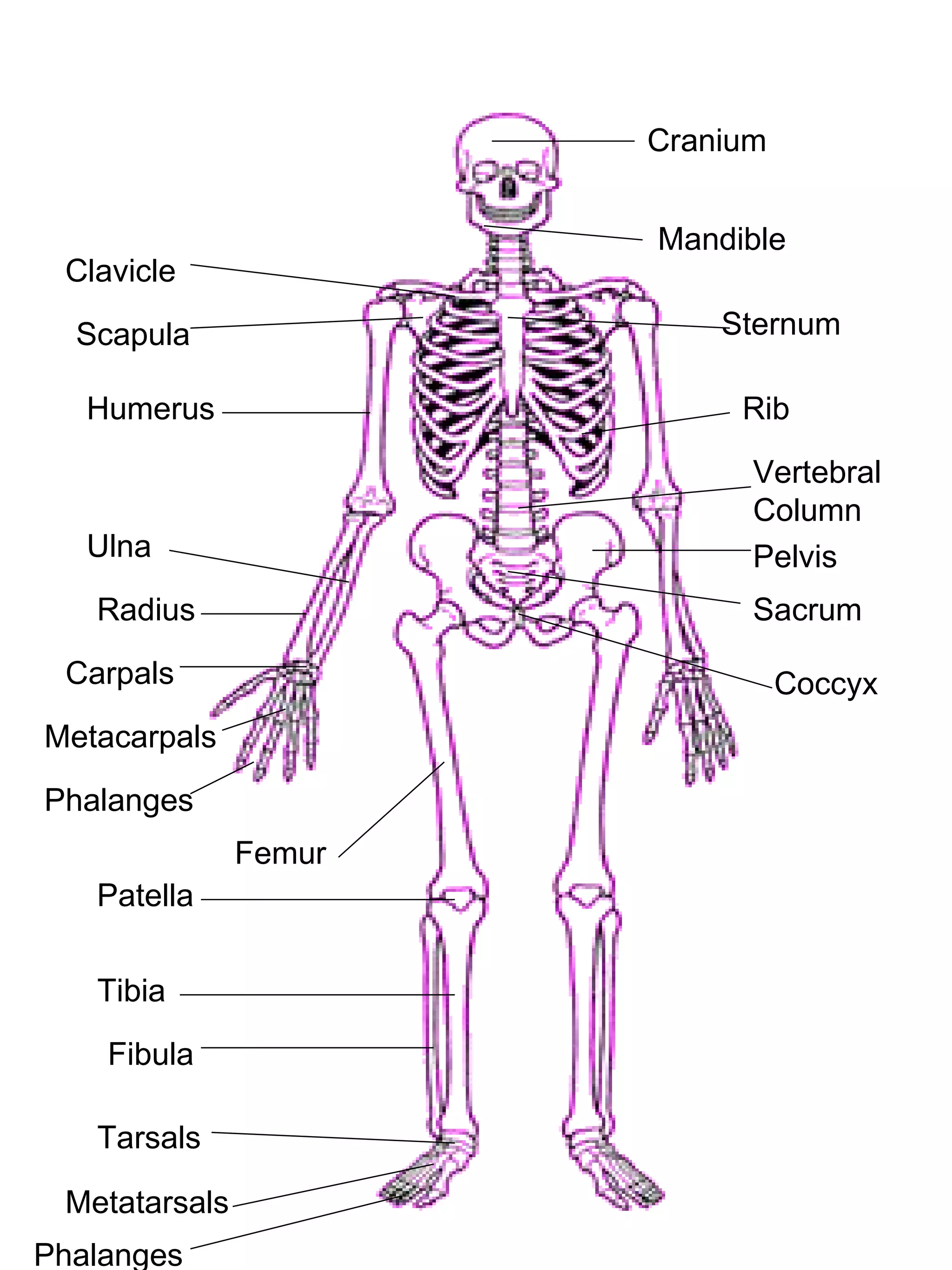 Cranium Mandible Sternum Rib Vertebral Column Pelvis Sacrum Coccyx Clavicle Scapula Humerus Ulna Radius Carpals Metacarpals Phalanges Femur Patella Tibia Fibula Tarsals Metatarsals Phalanges 