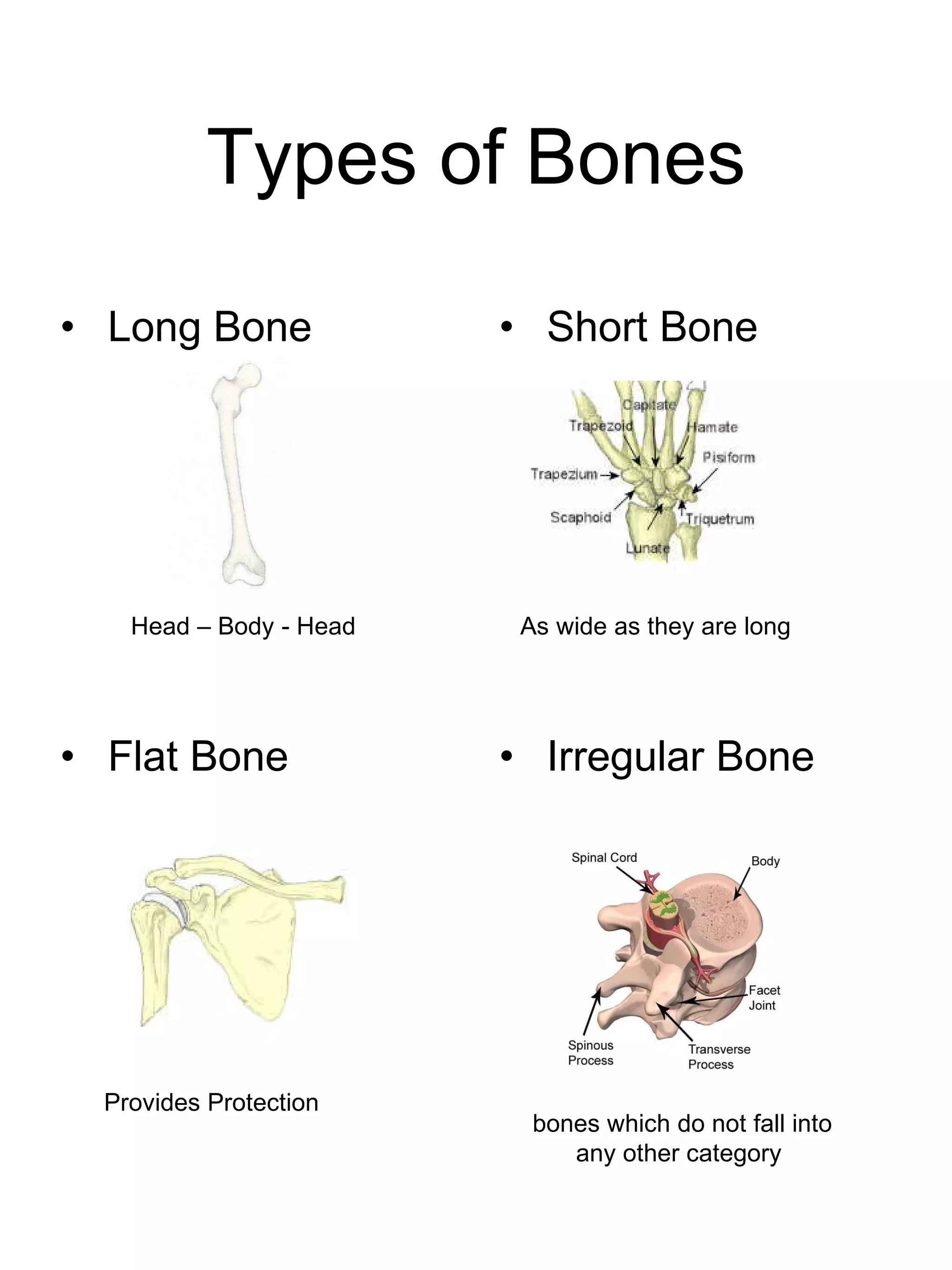 Types of Bones Long Bone Short Bone Flat Bone Irregular Bone Head – Body - Head As wide as they are long Provides Protection bones which do not fall into any other category  