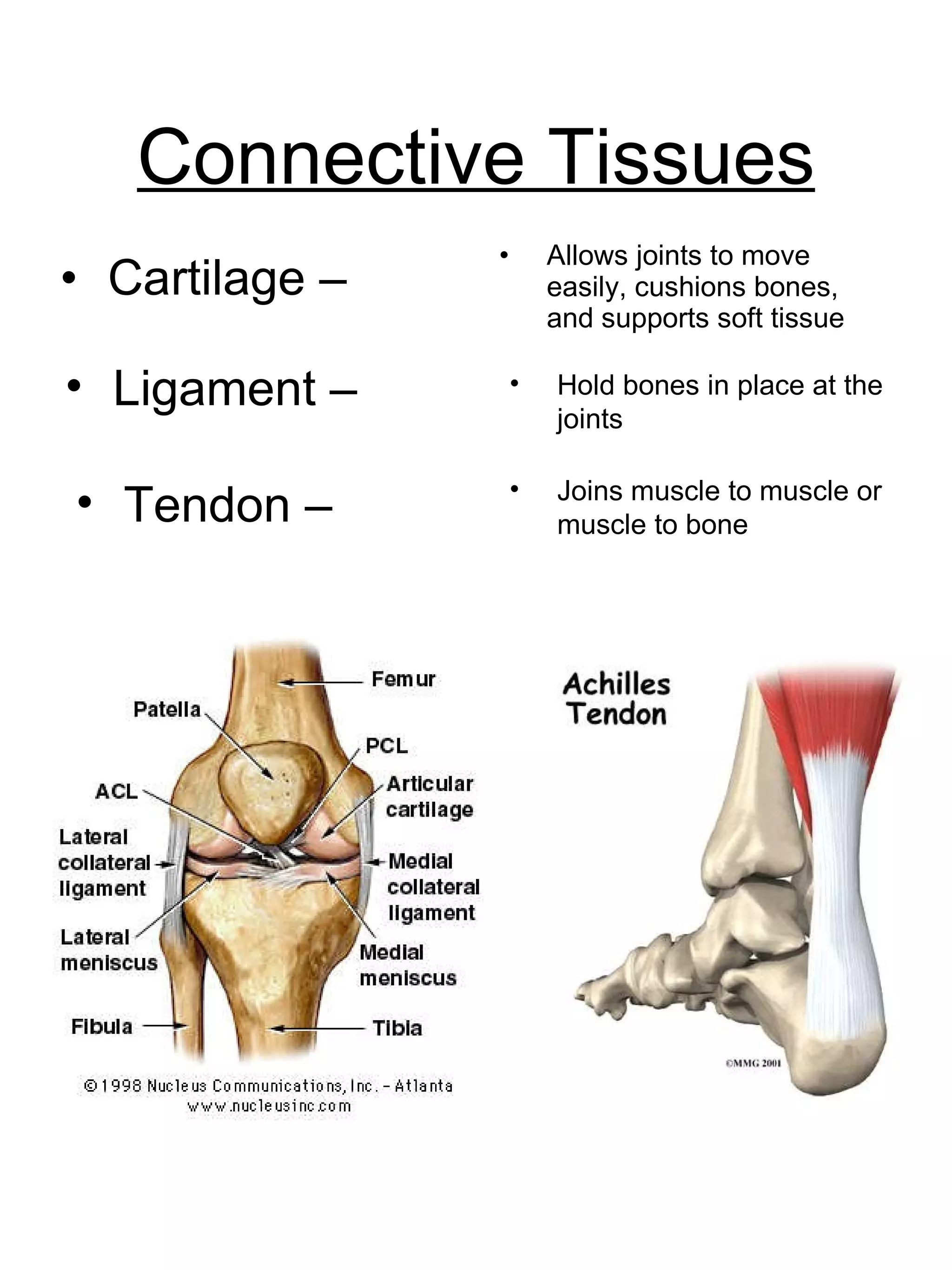 Connective Tissues Cartilage – Allows joints to move easily, cushions bones, and supports soft tissue Ligament – Hold bones in place at the joints Tendon – Joins muscle to muscle or muscle to bone 