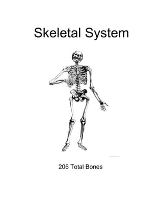 Skeletal System 206 Total Bones 