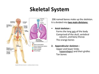 Skeletal System ,[object Object],[object Object],[object Object],[object Object],[object Object],[object Object],[object Object],[object Object],[object Object],[object Object],[object Object],[object Object],[object Object],[object Object]