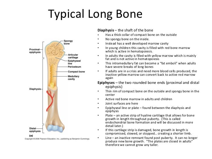 Skeletal system