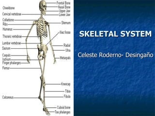 SKELETAL SYSTEM Celeste Roderno- Desingaño 