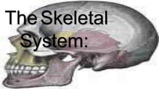 TheSkeletal
System:
 
