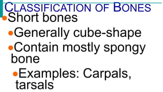 Skeletalsystem 111027103336-phpapp01 | PPT