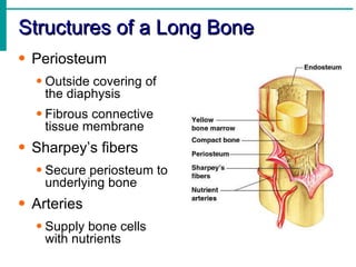 Structures of a Long Bone <ul><li>Periosteum </li></ul><ul><ul><li>Outside covering of the diaphysis </li></ul></ul><ul><u...
