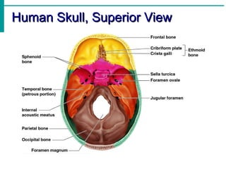 Human Skull, Superior View 