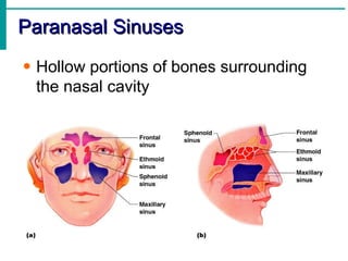 Paranasal Sinuses <ul><li>Hollow portions of bones surrounding the nasal cavity </li></ul>