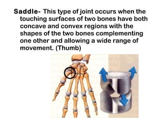 <ul><li>Saddle-  This type of joint occurs when the touching surfaces of two bones have both concave and convex regions wi...