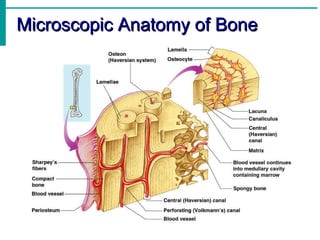Microscopic Anatomy of Bone 