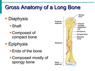 Gross Anatomy of a Long Bone <ul><li>Diaphysis </li></ul><ul><ul><li>Shaft </li></ul></ul><ul><ul><li>Composed of compact ...