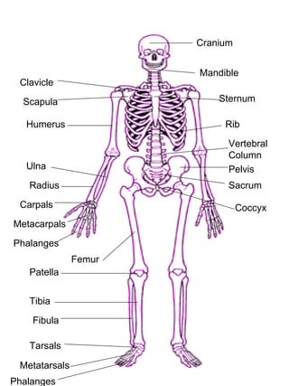 Skeletal system | PPT