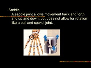 Saddle  A saddle joint allows movement back and forth and up and down, bot does not allow for rotation like a ball and socket joint. 