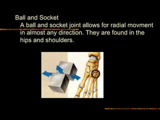 Ball and Socket  A ball and socket joint allows for radial movment in almost any direction. They are found in the hips and shoulders. 