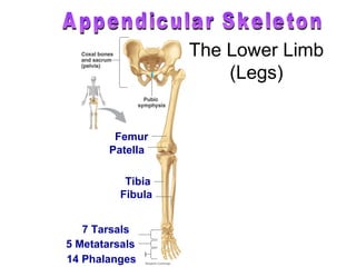 Skeletal system