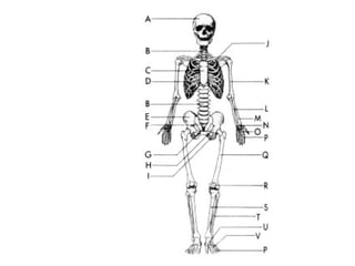 Skeletal system