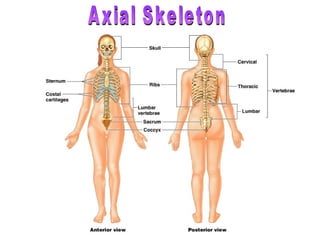 Skeletal system