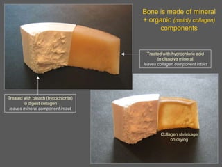 Bone is made of mineral
                                     + organic (mainly collagen)
                                          components


                                       Treated with hydrochloric acid
                                            to dissolve mineral
                                     leaves collagen component intact




Treated with bleach (hypochlorite)
        to digest collagen
 leaves mineral component intact




                                             Collagen shrinkage
                                                  on drying
 