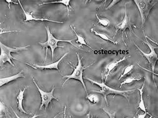 osteocytes
 