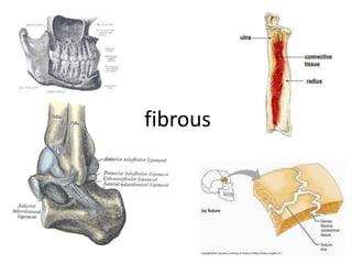 fibrous
 