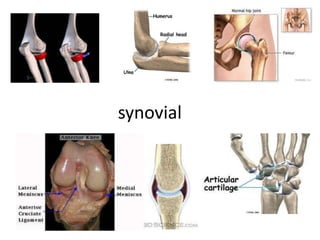 synovial
 