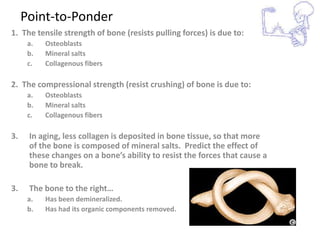 Point-to-Ponder
1. The tensile strength of bone (resists pulling forces) is due to:
      a.   Osteoblasts
      b.   Mineral salts
      c.   Collagenous fibers

2. The compressional strength (resist crushing) of bone is due to:
      a.   Osteoblasts
      b.   Mineral salts
      c.   Collagenous fibers

3.    In aging, less collagen is deposited in bone tissue, so that more
      of the bone is composed of mineral salts. Predict the effect of
      these changes on a bone’s ability to resist the forces that cause a
      bone to break.

3.    The bone to the right…
      a.   Has been demineralized.
      b.   Has had its organic components removed.
 