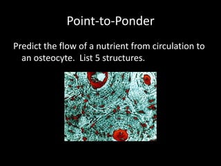 Point-to-Ponder
Predict the flow of a nutrient from circulation to
  an osteocyte. List 5 structures.
 